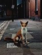 city foxes are becoming more similar to domesticated dogs